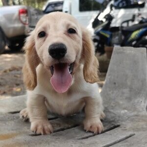 Cream/White Dachshund For Adoption.Please contact us on Viber: (+639660614145) | PostAds PH