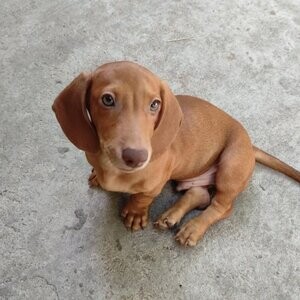 Sweet Dachahund Puppies For Adoption.Please contact us on Viber: (+639660614145) | PostAds PH