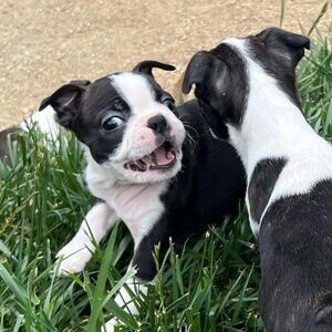 Boston Terrier puppies.Please contact us on Viber: (+639660614145) | PostAds PH