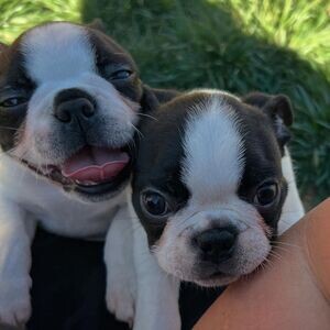 Sweet Boston Terrier Puppies For Adoption.Please contact us on Viber: (+639660614145) | PostAds PH