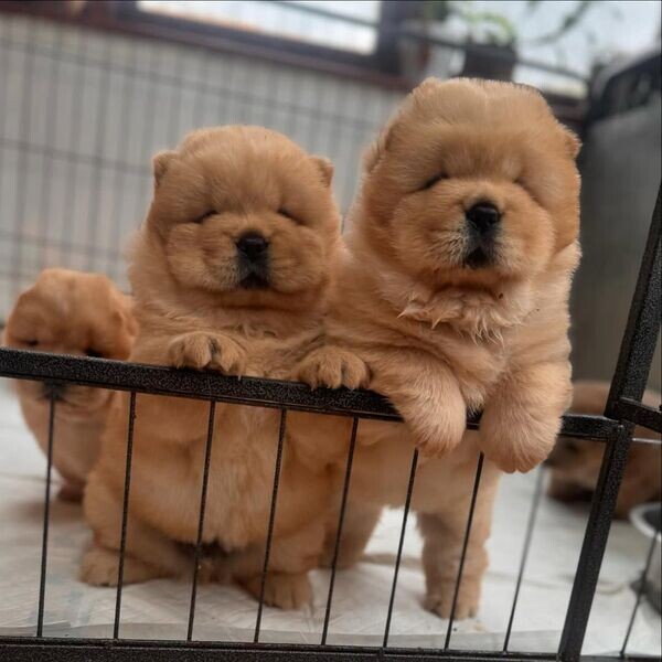 Sweet Chow Chow Puppies For Adoption.Please contact us on Viber: (+639660614145)