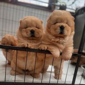 Sweet Chow Chow Puppies For Adoption.Please contact us on Viber: (+639660614145) | PostAds PH