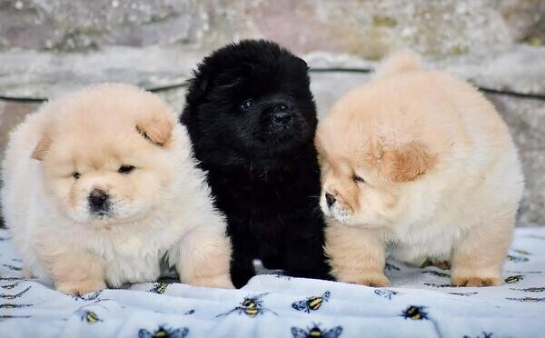 Quality Chow Chow Puppies.Please contact us on Viber: (+639660614145)