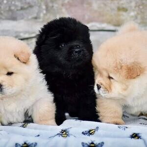 Quality Chow Chow Puppies.Please contact us on Viber: (+639660614145) | PostAds PH
