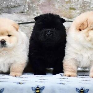 Pure Breed Chow Chow For Adoption.Please contact us on Viber: (+639660614145) | PostAds PH