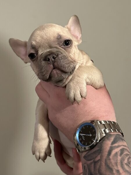 Sweet Blue French Bulldogs Puppies For Adoption.Please contact us on Viber: (+639660614145)