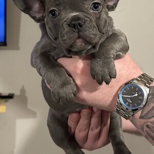 PURE BREED FRENCH BULLDOG.Please contact us on Viber: (+639660614145) | PostAds PH