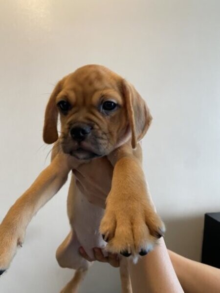 Puggle Pups for Adoptioin.Please contact us on Viber: (+639660614145)