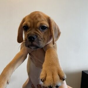 Puggle Pups for Adoptioin.Please contact us on Viber: (+639660614145) | PostAds PH