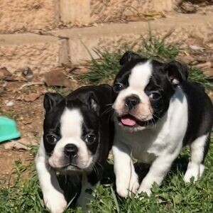 Very healthy and cute Boston Terrier puppies .Please contact us on Viber: (+639660614145) | PostAds PH