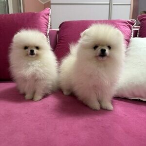 Two Awesome T-Cup Pomeranian Puppies.Please contact us on Viber: (+639660614145) | PostAds PH