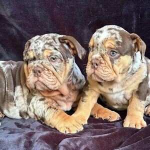 Charming English Bulldog Puppies.Please contact us on Viber: (+639660614145) | PostAds PH