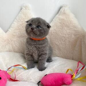 Scottish Fold Shorthair | PostAds PH