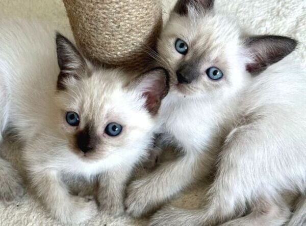 Siamese Kitten