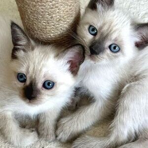Siamese Kitten | PostAds PH