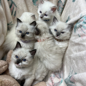 Ragdoll Kitten | PostAds PH