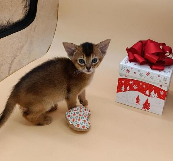 Abyssinian kitten