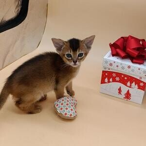 Abyssinian kitten | PostAds PH