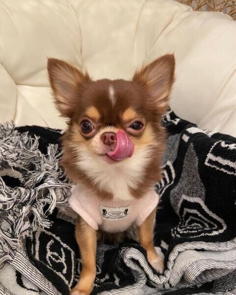 Chihuahua Puppies ready
