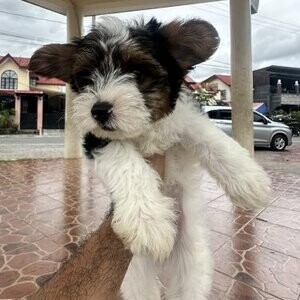 Biewer Yorkshire Terrier.Please contact us on Viber: (+639660614145) | PostAds PH