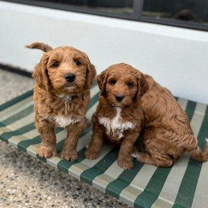 Male and Female Labradoodle Puppies Available.Please contact us on Viber: (+639660614145) | PostAds PH