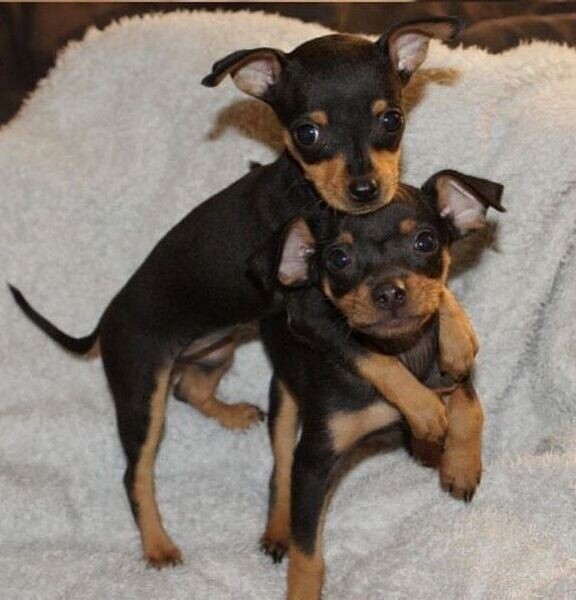 Two Doberman Pinscher Pups.Please contact us on Viber: (+639660614145)
