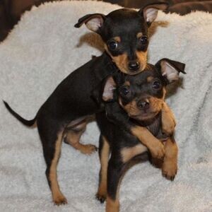 Two Doberman Pinscher Pups.Please contact us on Viber: (+639660614145) | PostAds PH