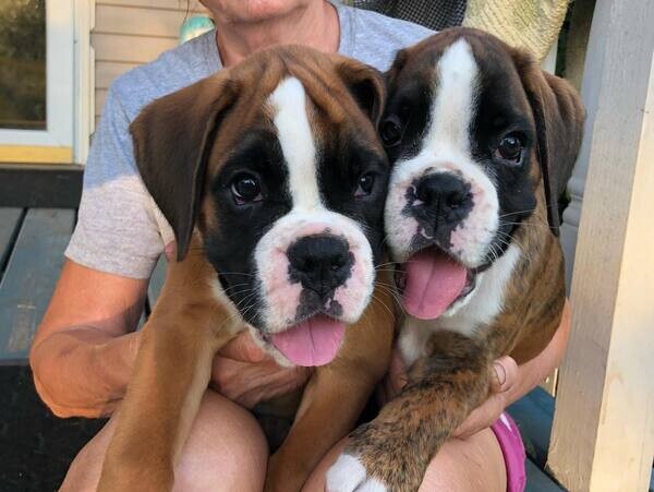 Two Boxer Puppies For Adoption.Please contact us on Viber: (+639660614145)