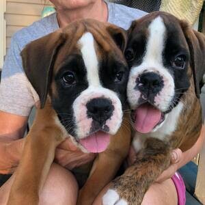 Two Boxer Puppies For Adoption.Please contact us on Viber: (+639660614145) | PostAds PH