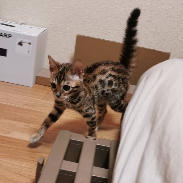 Meet Little Jane