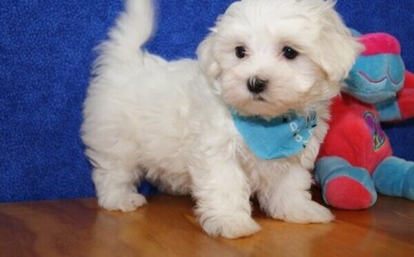 Maltese Puppies Available whatsapp:+44-7543-470-027