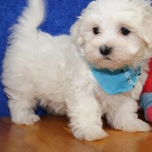 Maltese Puppies Available whatsapp:+44-7543-470-027 | PostAds PH