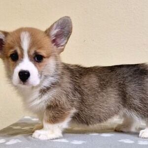 Welsh Corgi̇ Pembroke whatsapp:+44-7543-470-027 | PostAds PH
