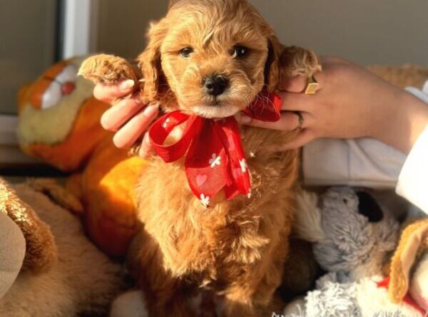Malti̇̇poo Puppies Available whatsapp:+44-7543-470-027