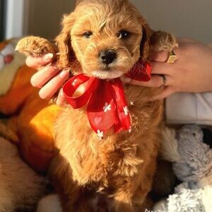 Malti̇̇poo Puppies Available whatsapp:+44-7543-470-027 | PostAds PH