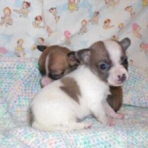Chihuahua Puppies whatsapp:+44-7543-470-027 | PostAds PH