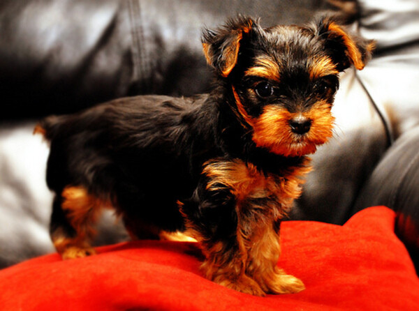 Yorkie puppies whatsapp:+44-7543-470-027