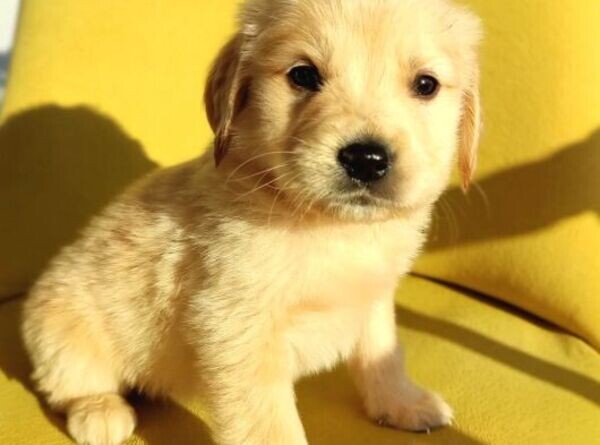 Golden Retriever puppies whatsapp:+44-7543-470-027