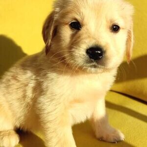 Golden Retriever puppies whatsapp:+44-7543-470-027 | PostAds PH