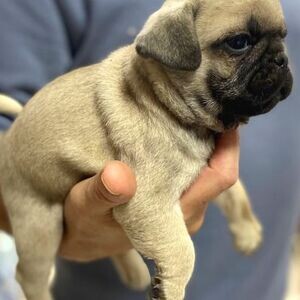 Pug Puppies whatsapp:+44-7543-470-027 | PostAds PH