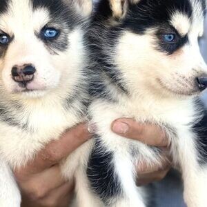 Siberian Husky whatsapp:+44-7543-470-027 | PostAds PH