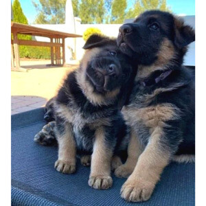 German Shepherd Puppies whatsapp:+44-7543-470-027 | PostAds PH