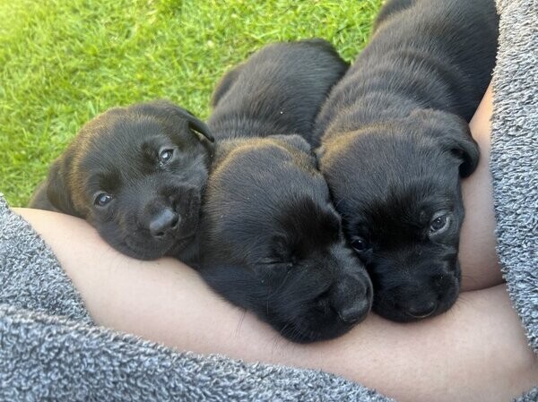 Labrador puppies for sell