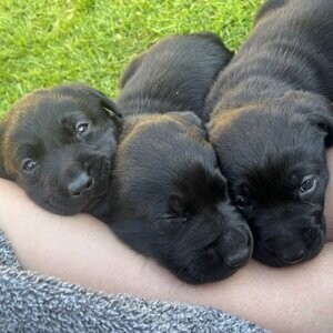 Labrador puppies for sell | PostAds PH