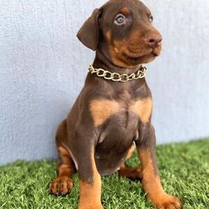 Doberman puppies whatsapp:+44-7543-470-027 | PostAds PH