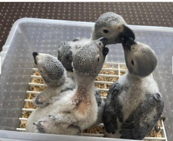 African grey Chicks birds