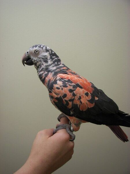 Timneh African Grey birds