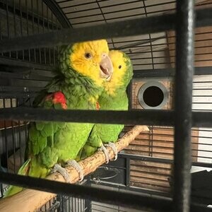 Yellow Head Amazon birds | PostAds PH