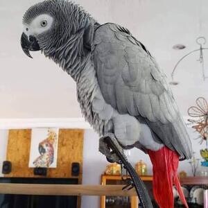 African Grey Parrot ready | PostAds PH