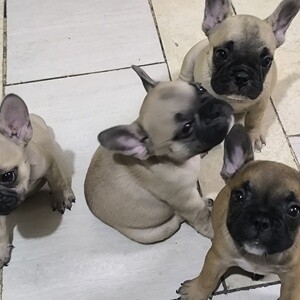 FRENCH BULLDOG | PostAds PH